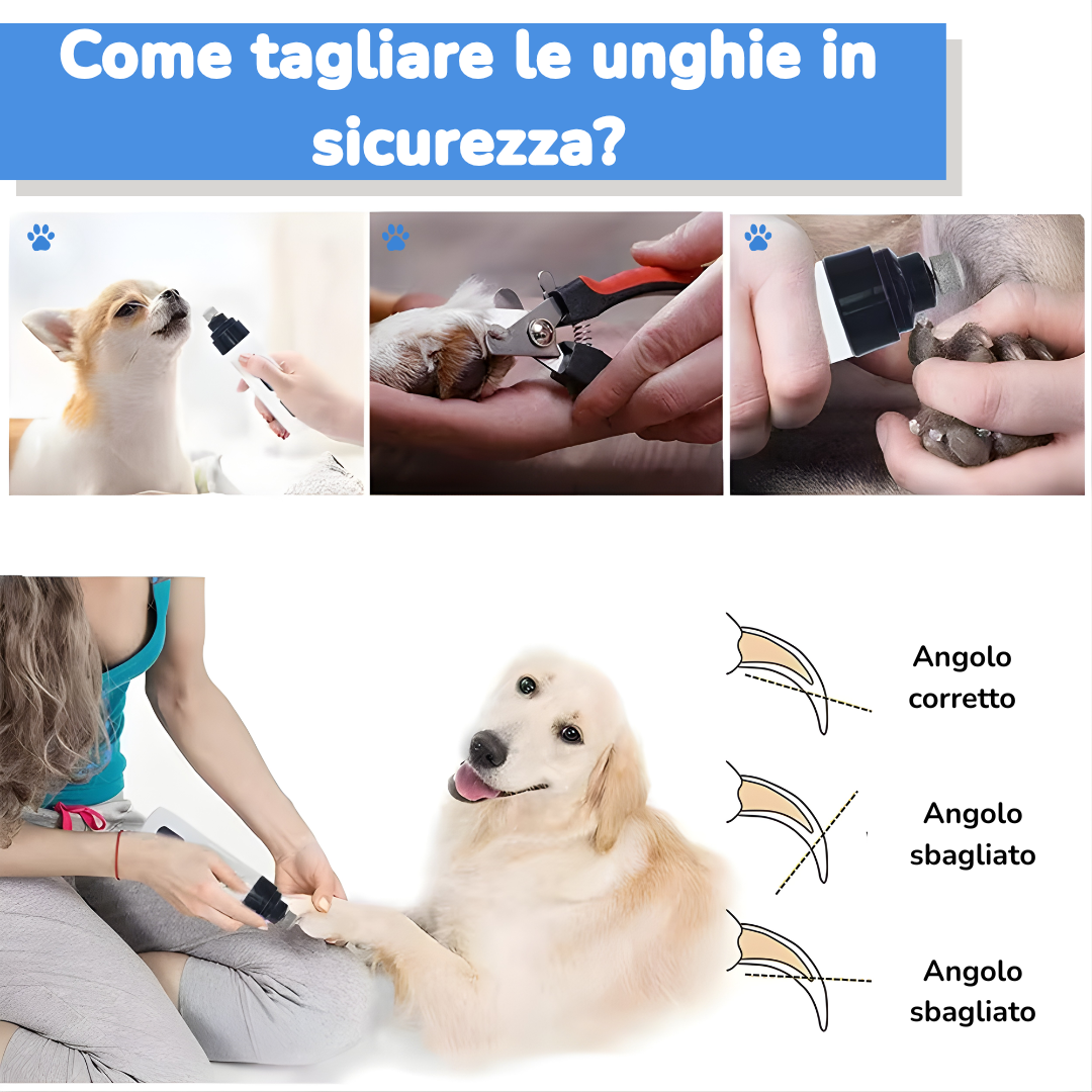 LimaZampa 🐾